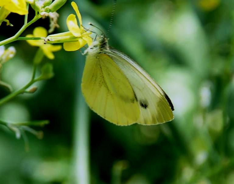 identificazione - Pieris napi